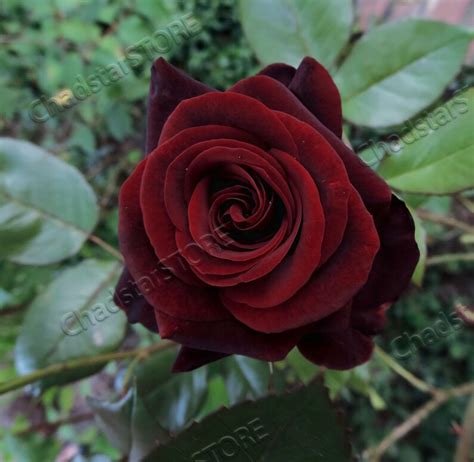 The dark allure of black magic roses in the floral industry